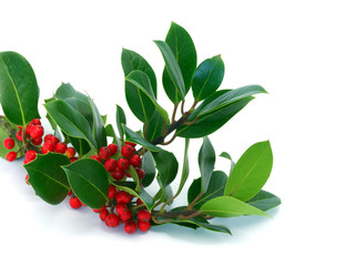 Holly