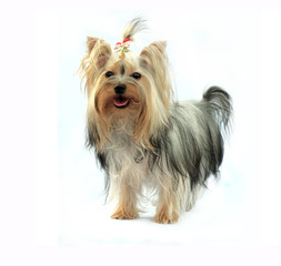 Yorkshire terrier on white background
