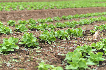 Feldsalat