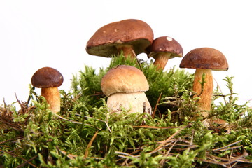 Mushrooms of different size on white background