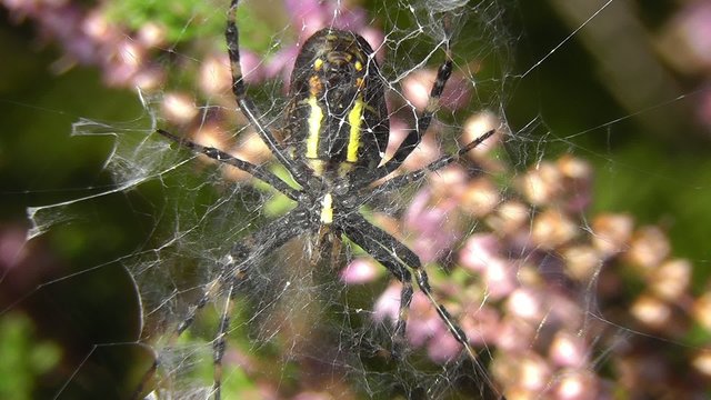 Wespenspinne - Argiope bruennichi - Bauchseite