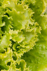 fresh lettuce