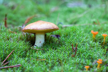 Mushroom in  the moss