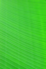 Green leaf background