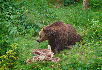 The brown bear eating a buck