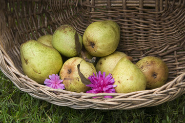 Panier
