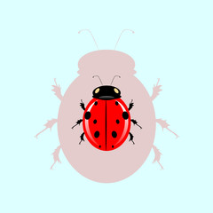 ladybug the blue waters and its shadow