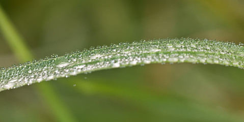 grass after a rain