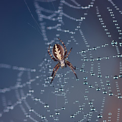 Spider on a web