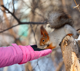 Squirrel.