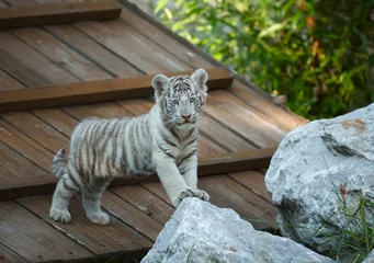 Tableaux ronds sur aluminium brossé Tigre White tiger cub.