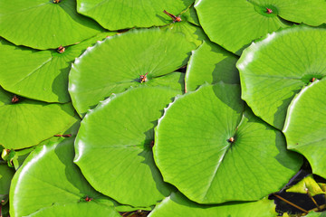 lotus leaf