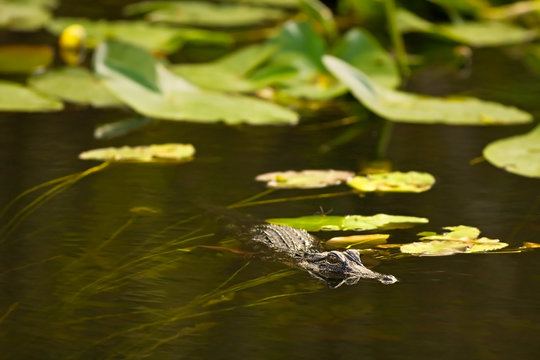 Alligator hunting in Everglades, Florida