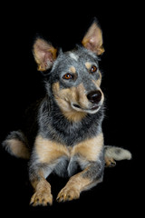 australian cattle dog