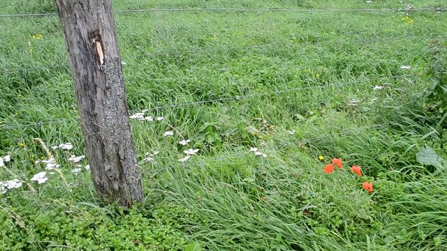 Stilleben mit Papaver
