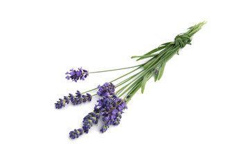 Lavendel