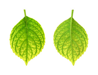 Iron deficiency of Hydrangea macrophylla leaf - chlorosis