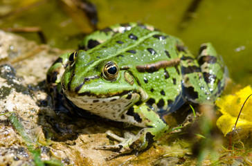 Laubfrosch am Teich