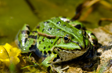 Laubfrosch am Teich sitzend