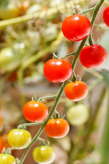 garden tomatoes