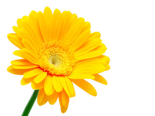 gerber flower isolated on white background