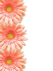 gerber flower isolated on white background