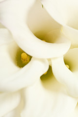 calla flowers