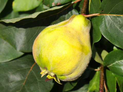 Quitte am Baum