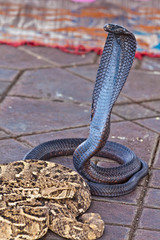 cobra Morocco