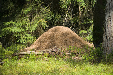 Wood ant hill