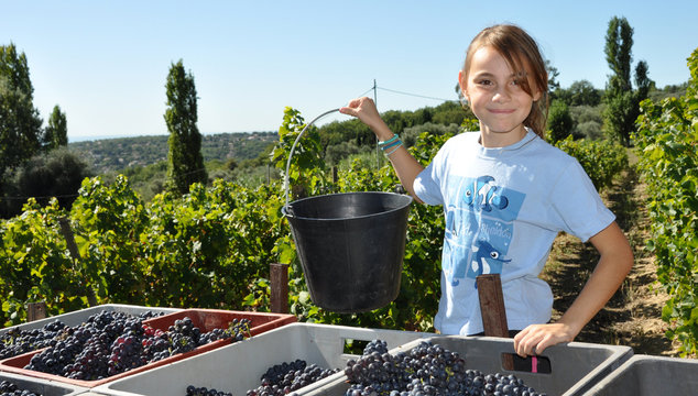vendanges récolte vignes raisins fillette