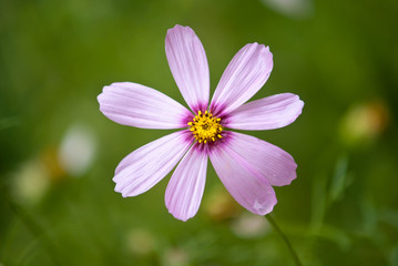 Cosmos flower