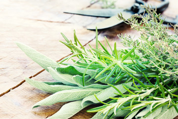 Freshly harvested herbs