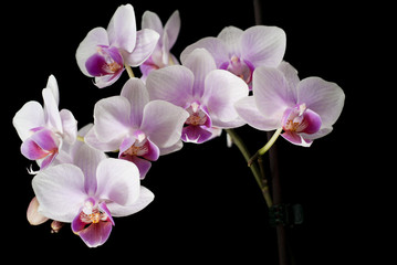 Fototapeta na wymiar Violet orchid on a black background