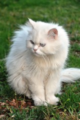 Gato persa II