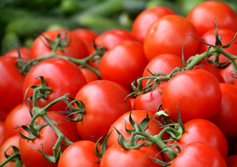 tomatoes for sale at a market