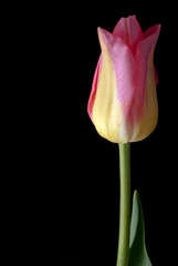 Tulip isolated on black
