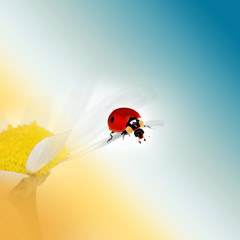 Ladybird sitting on a chamomile