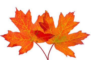 Fototapeta premium autumn leaves