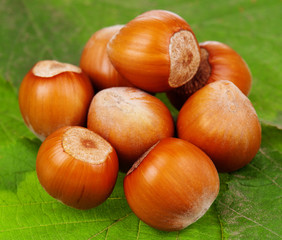 Hazelnut