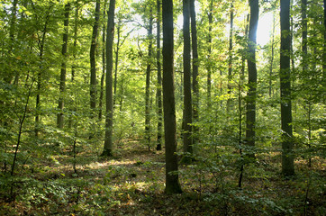 Fototapeta premium Forest
