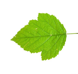 Fototapeta na wymiar Blackberry leaf
