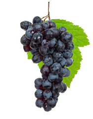 Fresh black grapes with leaves