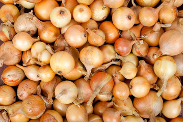 Raw ripe onions