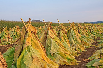 Naklejka premium Tobacco Drying in a Field