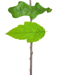 Pointer from green leaves