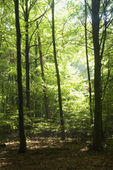 Fototapeta premium Forest