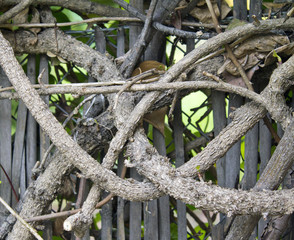 detail of intertwined branches