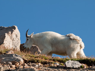 Mountian Goats
