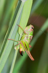 Long-horned grasshopper (Tettigonidae sp.) in the grass